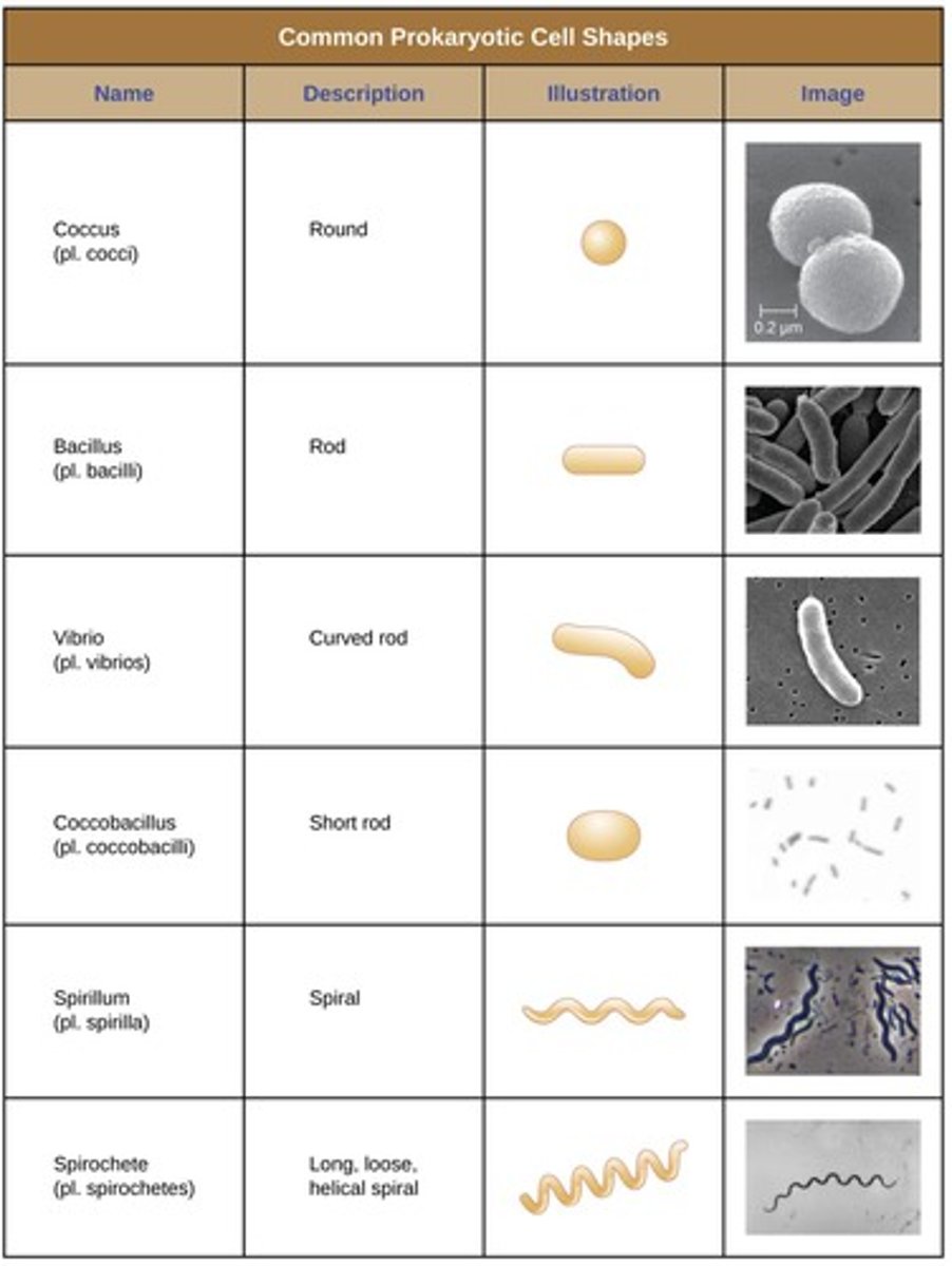 <p>Common morphologies include cocci (spherical), bacilli (rod-shaped), and spirilla (spiral-shaped) cells.</p>