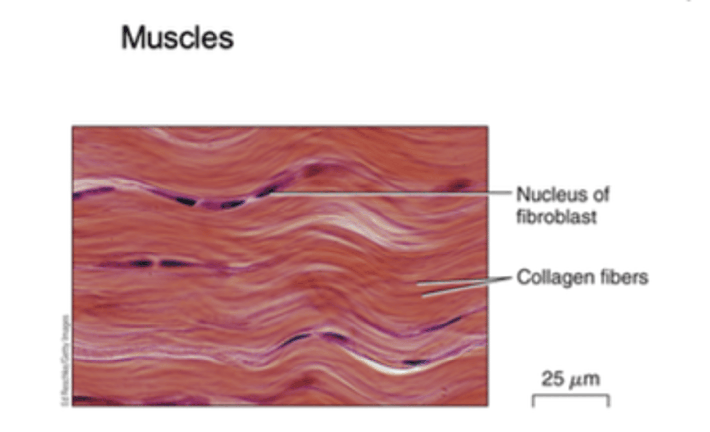 <p>- Made of mostly collagen fibers, and the fibers run parallel all in the same direction, very strong and built to handle force in one direction.</p><p>- Function: Support and transmission of force (it transfers the force when muscles contract).</p><p>- Location: Tendons (connect muscle to bone)</p><p>- Ligaments: Connect bone to bone</p><p>- Fascia: connective tissue that separates muscles</p>