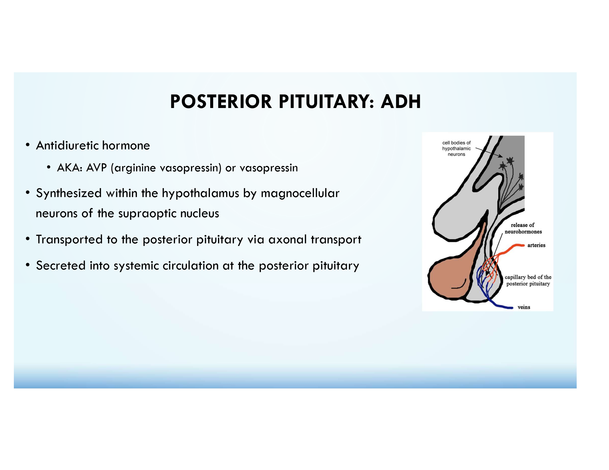 <p>Increases water reabsorption in the kidneys by inserting aquaporins into collecting duct cells.</p>