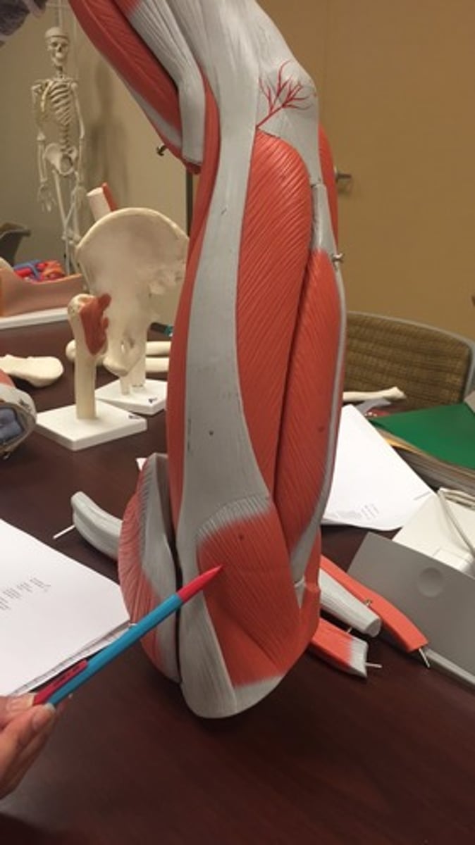 <p>left top thigh; red</p>