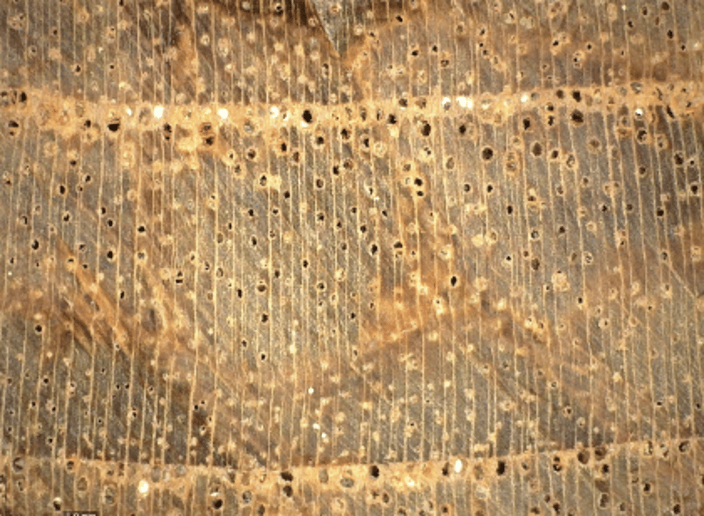 <p>Wood yellowish brown; ring porous; whitish deposits</p>