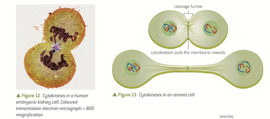 <ol><li><p>a cleavage furrow forms around the middle of the cell</p></li><li><p>the cell-surface membrane is pulled inwards by the cytoskeleton until it is close enough to fuse around the middle forming two cells </p></li></ol>