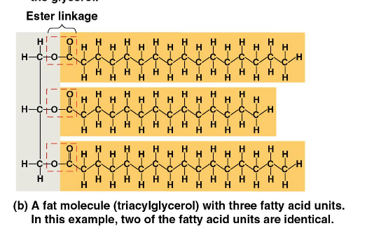 <p>Glycerol + 3 Fatty Acids </p><ul><li><p>C-H makes fats hydrophobic </p></li></ul><p></p>
