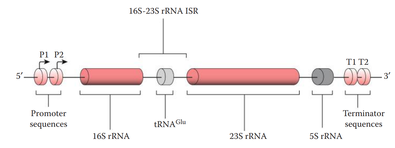 Schematic diagram of an Escherichia coli rRNA operon. E. coli has seven rRNA operons.