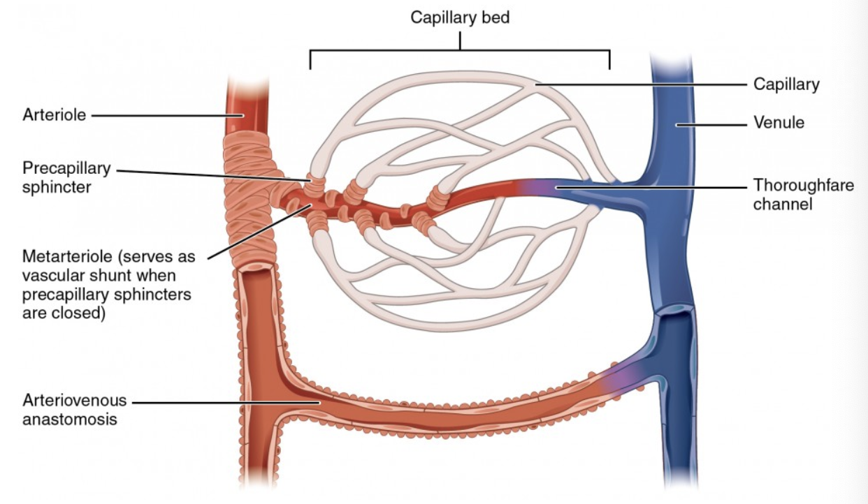 <p><strong>Arteriovenous anastomoses </strong></p>