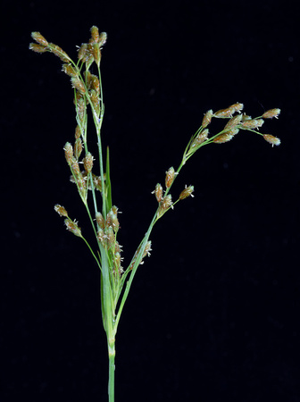 Drooping bulrush