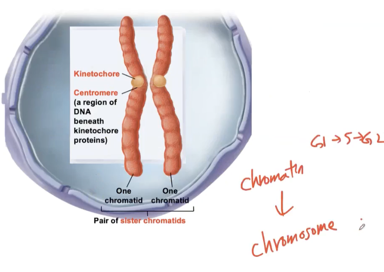 <p>Kinetochore- protein</p><p>Centromere- DNA under the Kinetochore</p><ul><li><p>Centromere serves as an attachment site for the kinetochore (protein) used in sorting&nbsp;chromosomes</p></li></ul><p></p>