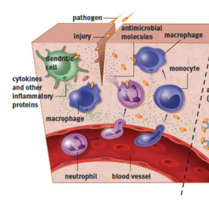 <p>defenses that are always active against infection, but lack the ability to target specific invaders; acts near entry points into the body</p>