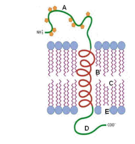 <ul><li><p>Label D</p></li></ul>