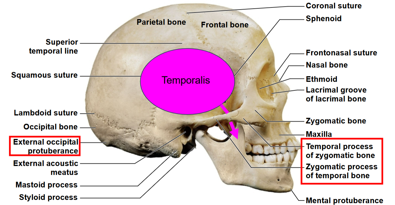 <p>What view of the skull is this, and what features <strong>SHOULD YOU KNOW?</strong></p>