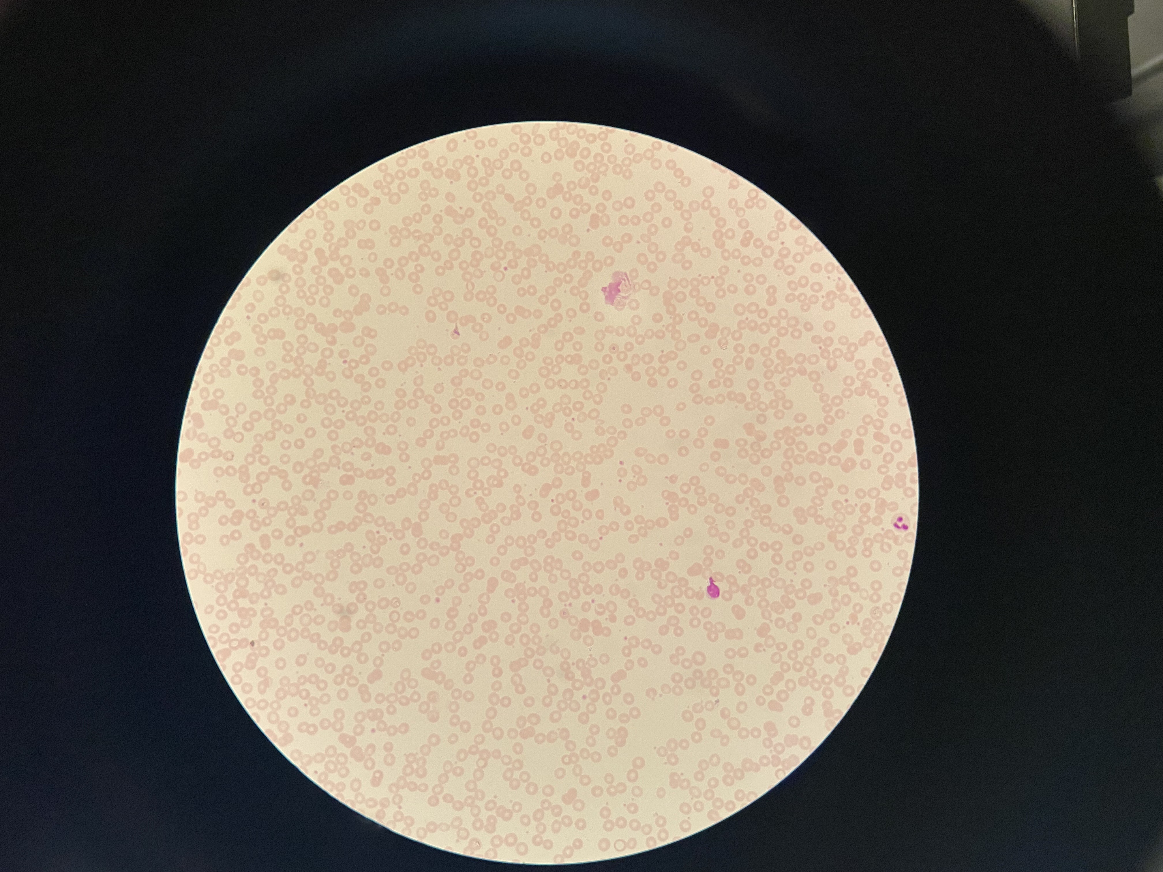 <p>What cells are these?</p>