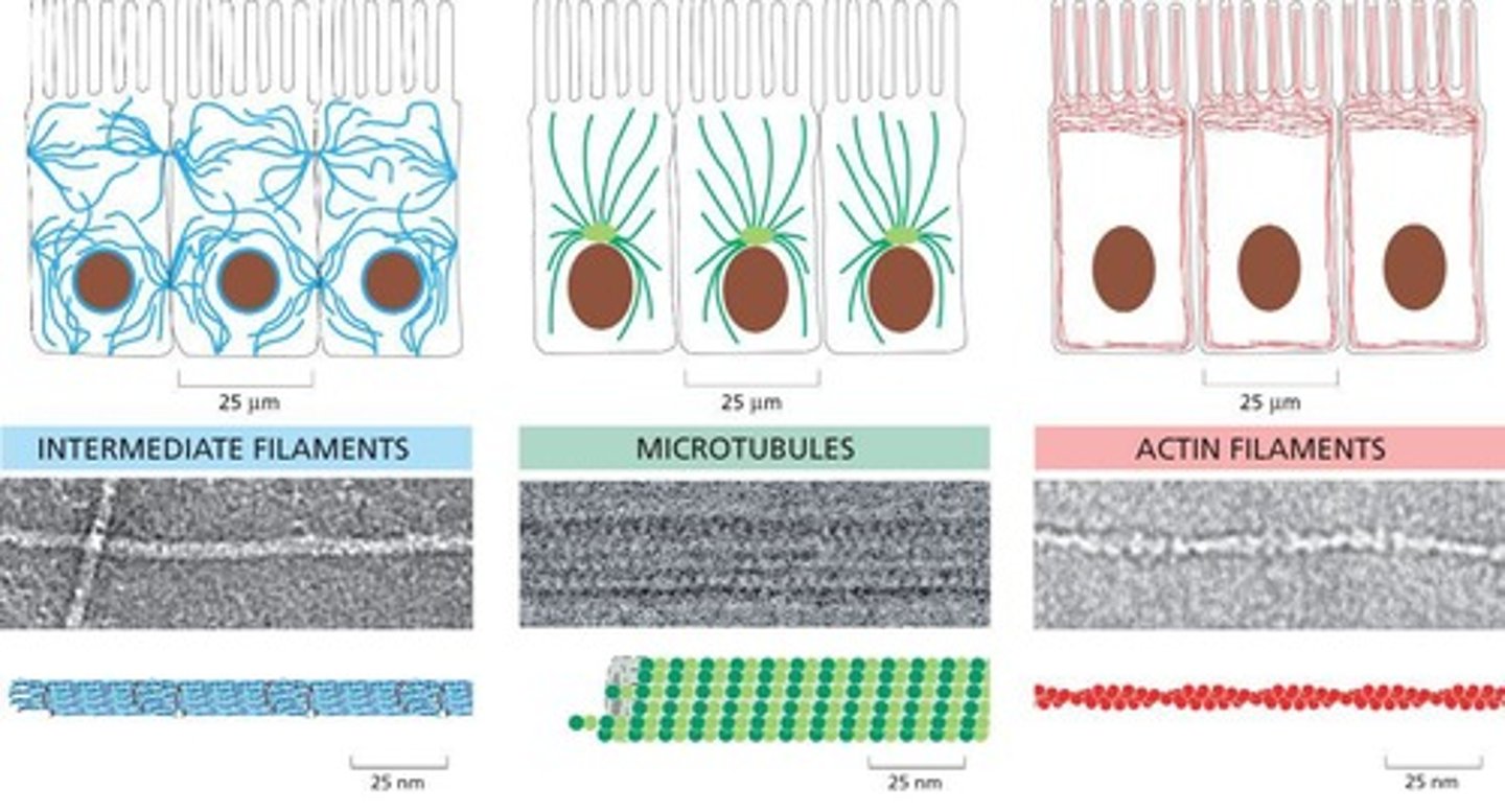 <p>Intermediate filaments, microtubules, and actin filaments.</p>