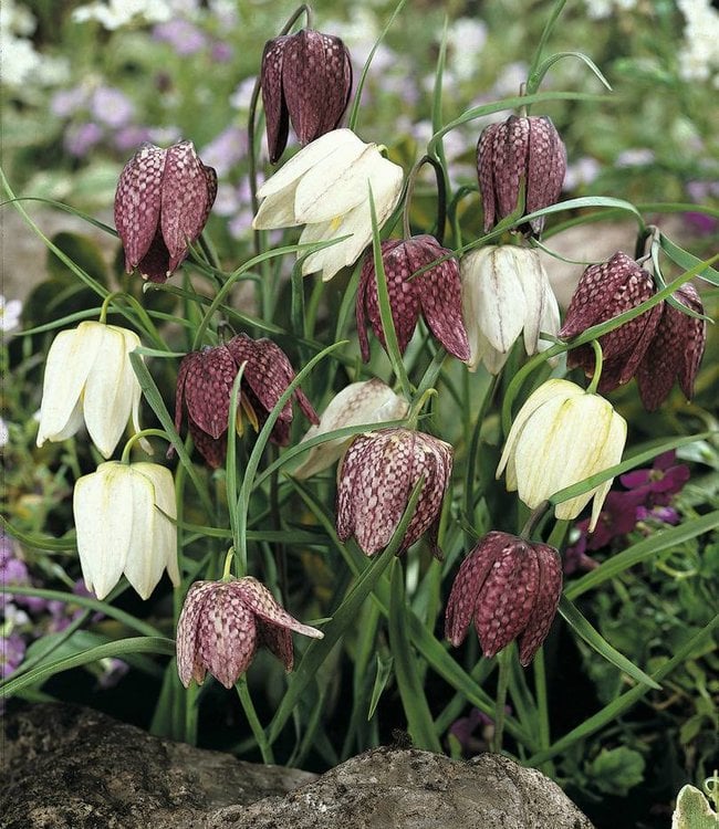 <p><span>Snake’s head fritillary - <em>Fritillaria meleagris</em></span></p>
