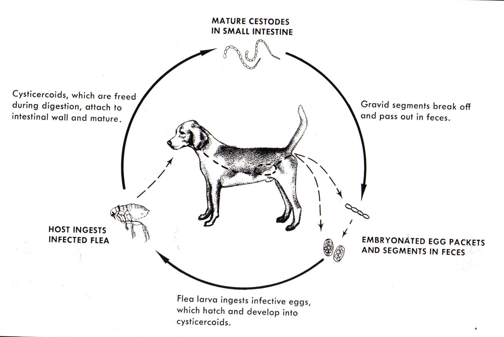 <p>Dipylidium caninum</p>