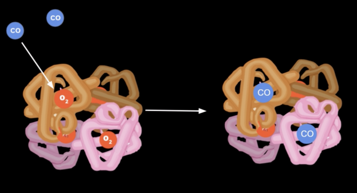 <p>How does carbon monoxide (CO) affect o2 binding to hb </p>