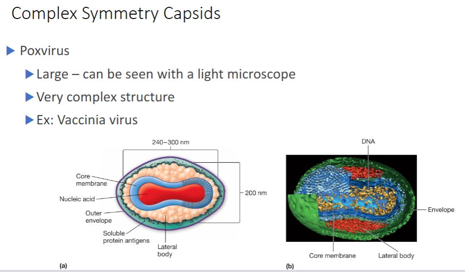 <p>-Most viruses have either icosahedral or helical capsids, but some viruses do not fit into either category. Poxviruses and large bacteriophages are two important examples. Poxvirus virions are animal viruses that measure about 400 x 240 x 200 nm in size and can be seen with a light microscope. They possess an exceptionally complex internal structure with an ovoid- to brick-shaped exterior. Figure 18.5 shows the virion morphology of the vaccinia virus.</p>