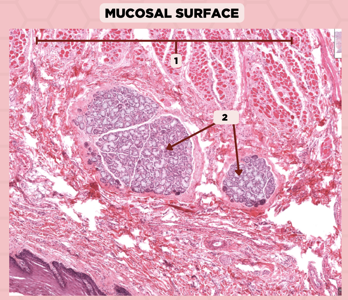 <p>Identify the structure labeled as 1.</p>