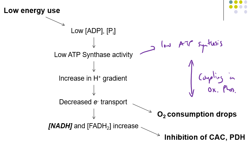 <p>PDH = pyruvate dehydrogenase</p>