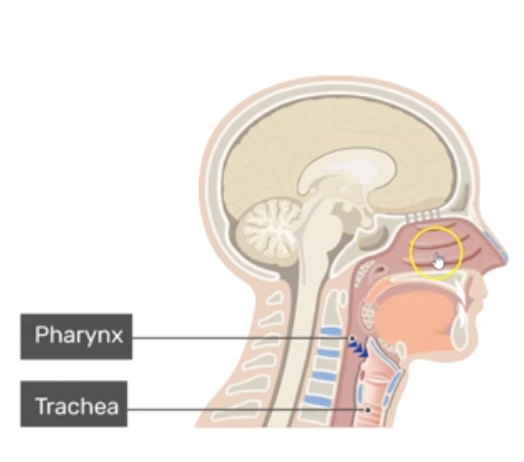 <p>What is Pharynx?</p>