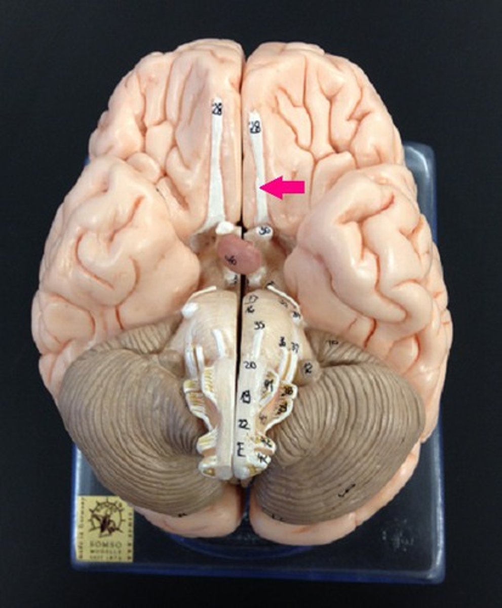 <p>the path along which the olfactory receptors send their electrical messages to the brain.</p>