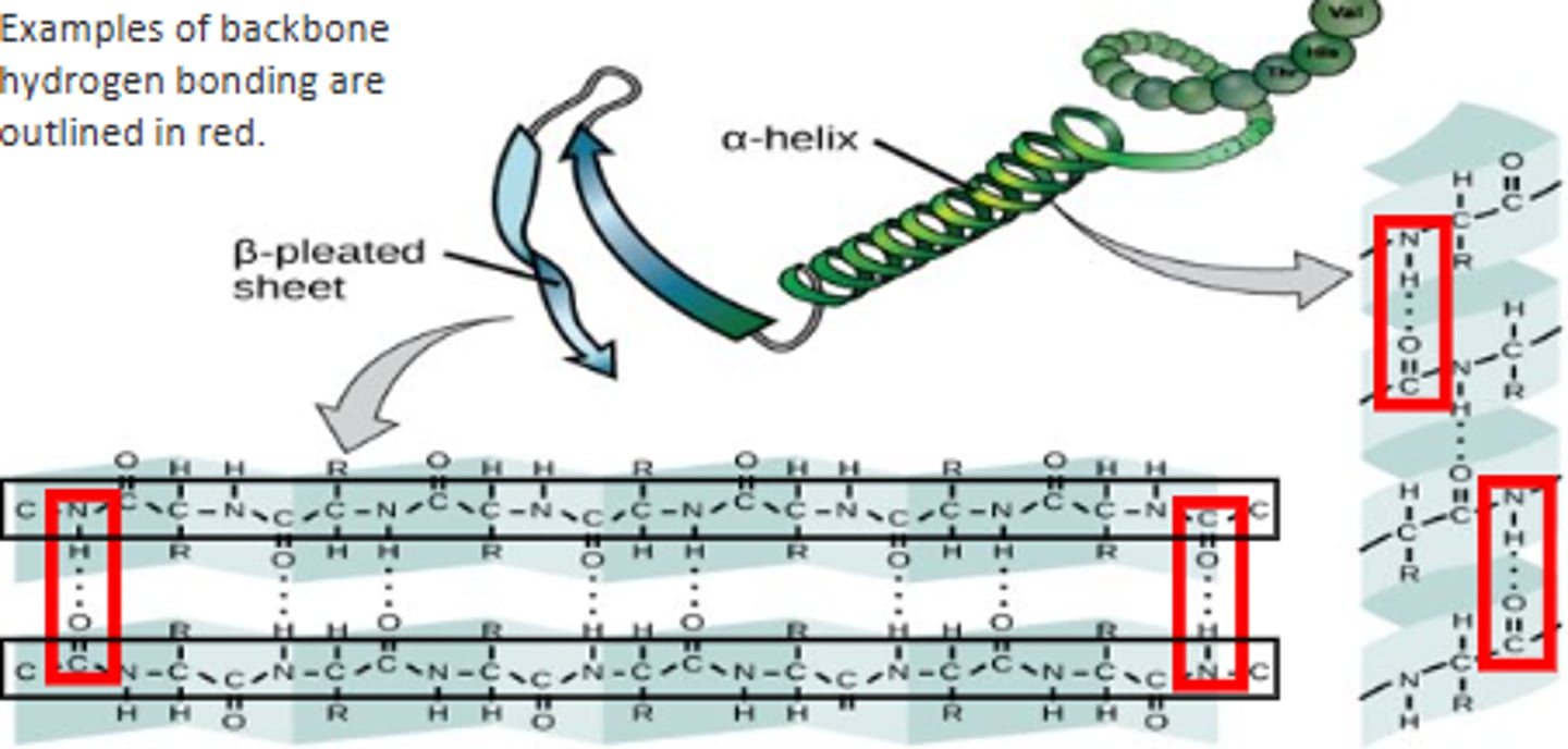 <p>Alpha helices and beta pleated sheets.</p>