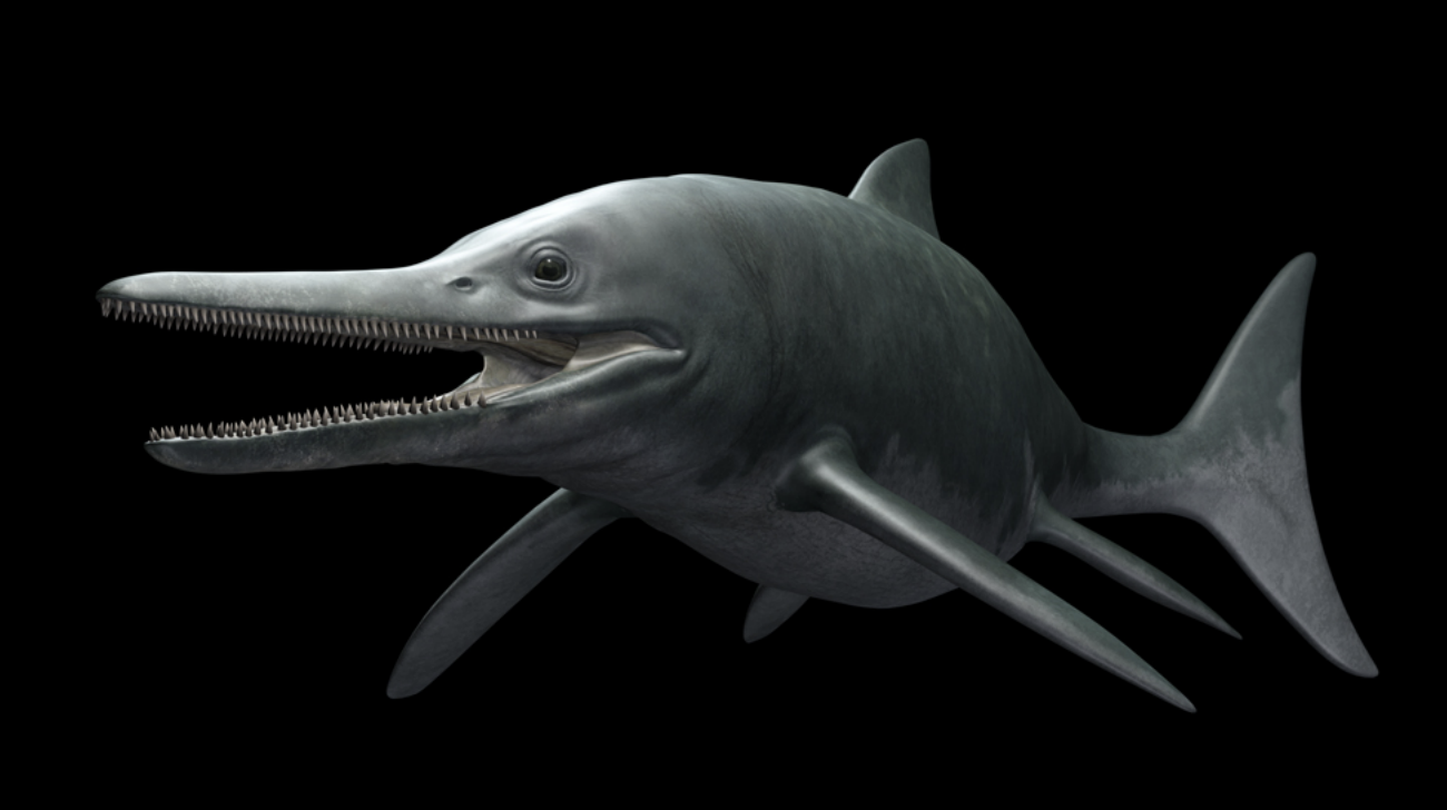 <p>Mesozoic marine reptile</p>