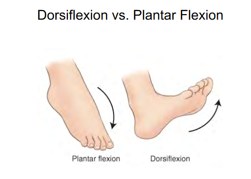 <p>Plantar flexion </p><ul><li><p>180 degrees </p></li><li><p>Toes hanging down </p></li></ul><p></p>