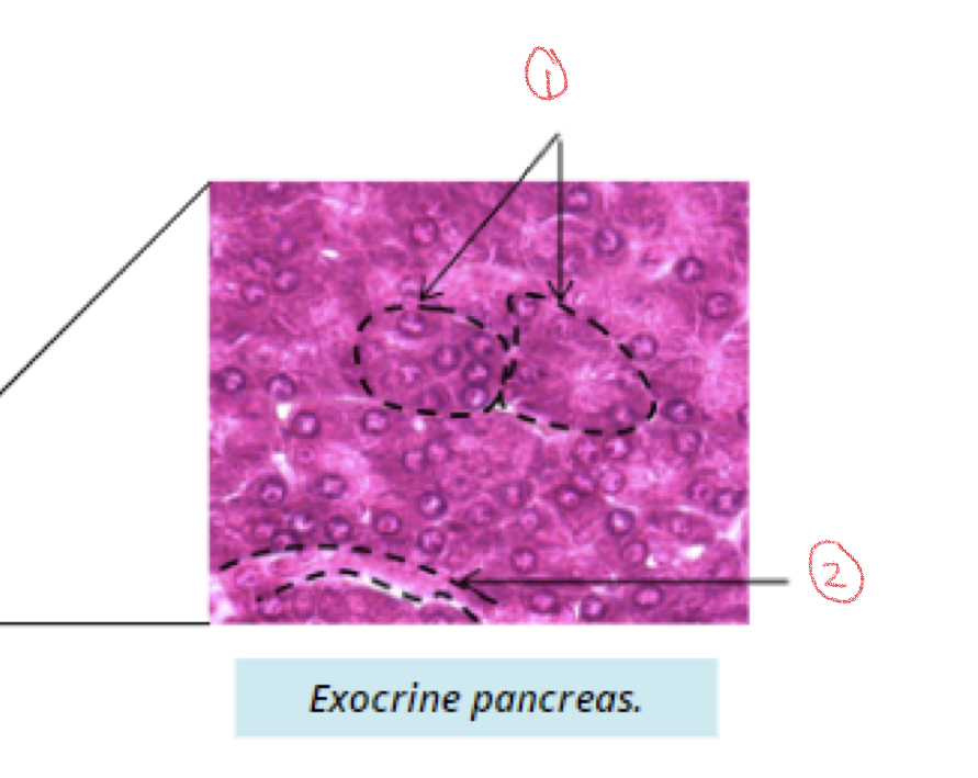 <p>Components of exocrine pancreas</p>