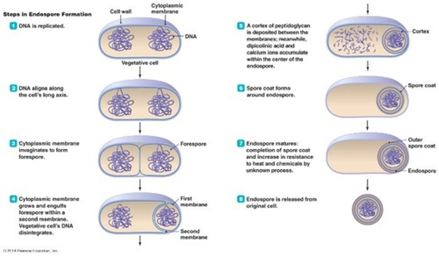 <p>Dipicolinic acid (along with calcium)</p>