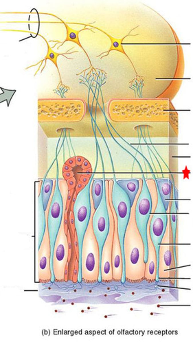 <p>produce the mucous that dissolves odorants to help you smell</p>