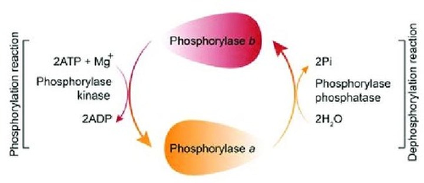 <p>Active form of phosphorylase enzyme.</p>