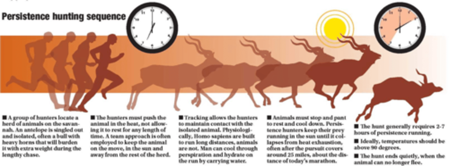 <p>Human hunting strategy relying on endurance running to overheat, exhaust prey over long distances in hot climates.</p>