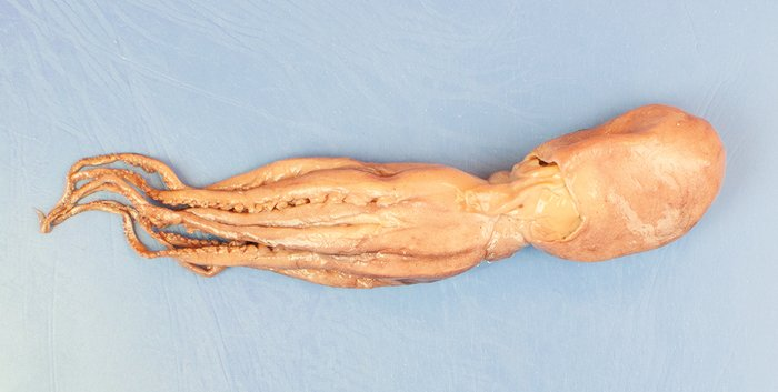 <p>Phylum?Class?<br>Symmetry? Tissue type?<br>Cavity?</p>