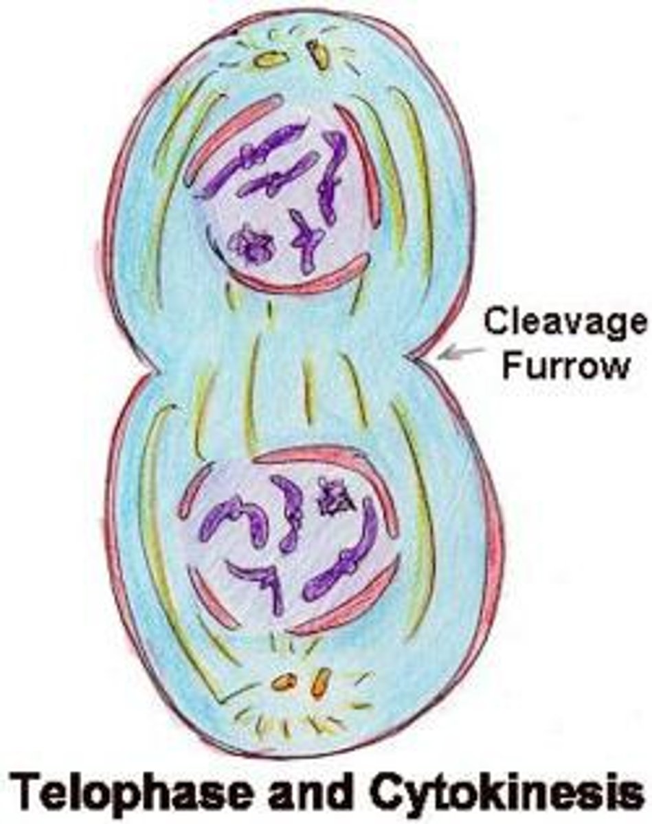 <p>Chromosomes revert to chromatin form, a nuclear envelope reforms around each chromatin mass, myopic spindal breaks up, and cytokinesis follows.</p>
