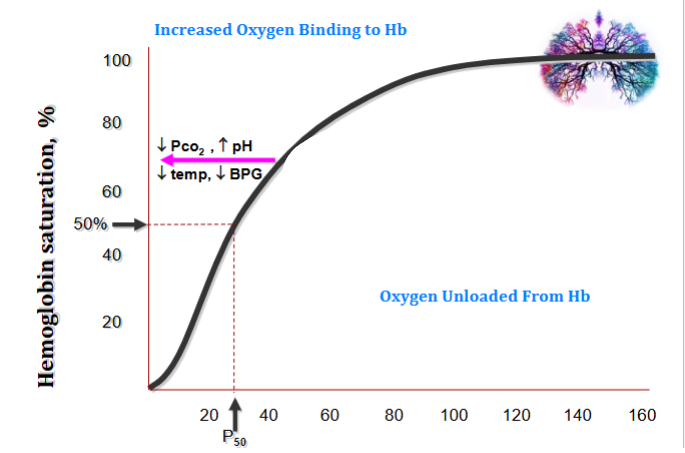 <p>e.g. foetal haemoglobin</p><p>(BPG binds to deoxygenated haemoglobin (Hb) and reduces its affinity for oxygen, which helps haemoglobin release oxygen to tissues)</p>