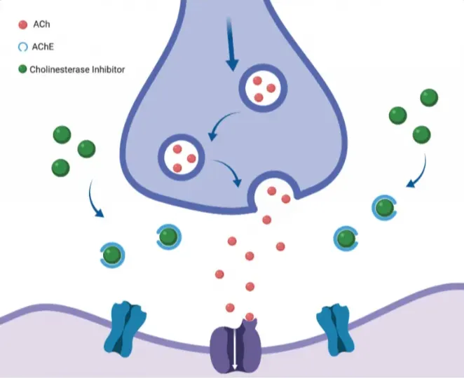 <p>Cholinesterase inhibitors in dementia treatment</p>