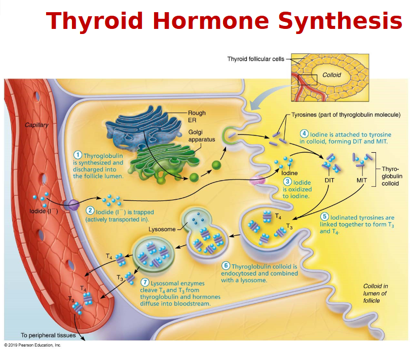 <ul><li><p>Iodine - ingested in the form of iodides is necessary for the formation of T3/T4</p></li><li><p>Iodide from the GI→ the blood and is trapped in the thyroid follicles that actively pump iodide from the blood into the interior of the cells</p></li><li><p>The rate of iodide trapping is influenced by Thyroid Stimulating Hormone(TSH)</p></li></ul><p></p>