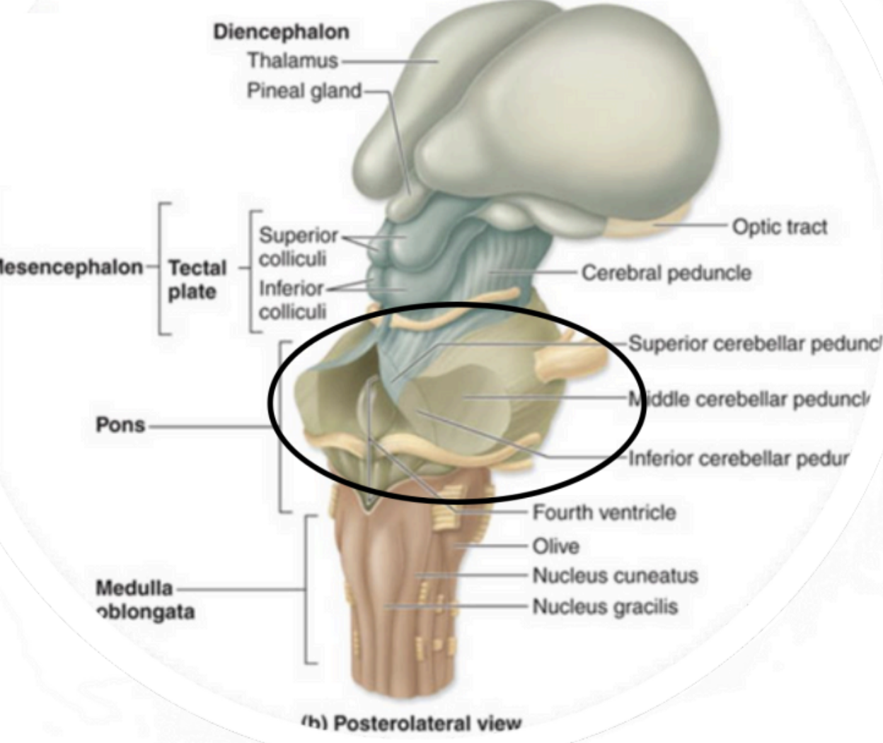 <p>Metencephalon - <strong>Pons</strong></p>