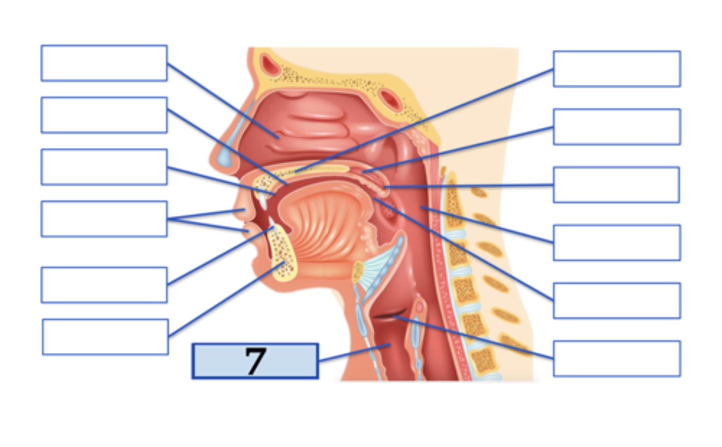 <p>larynx</p>