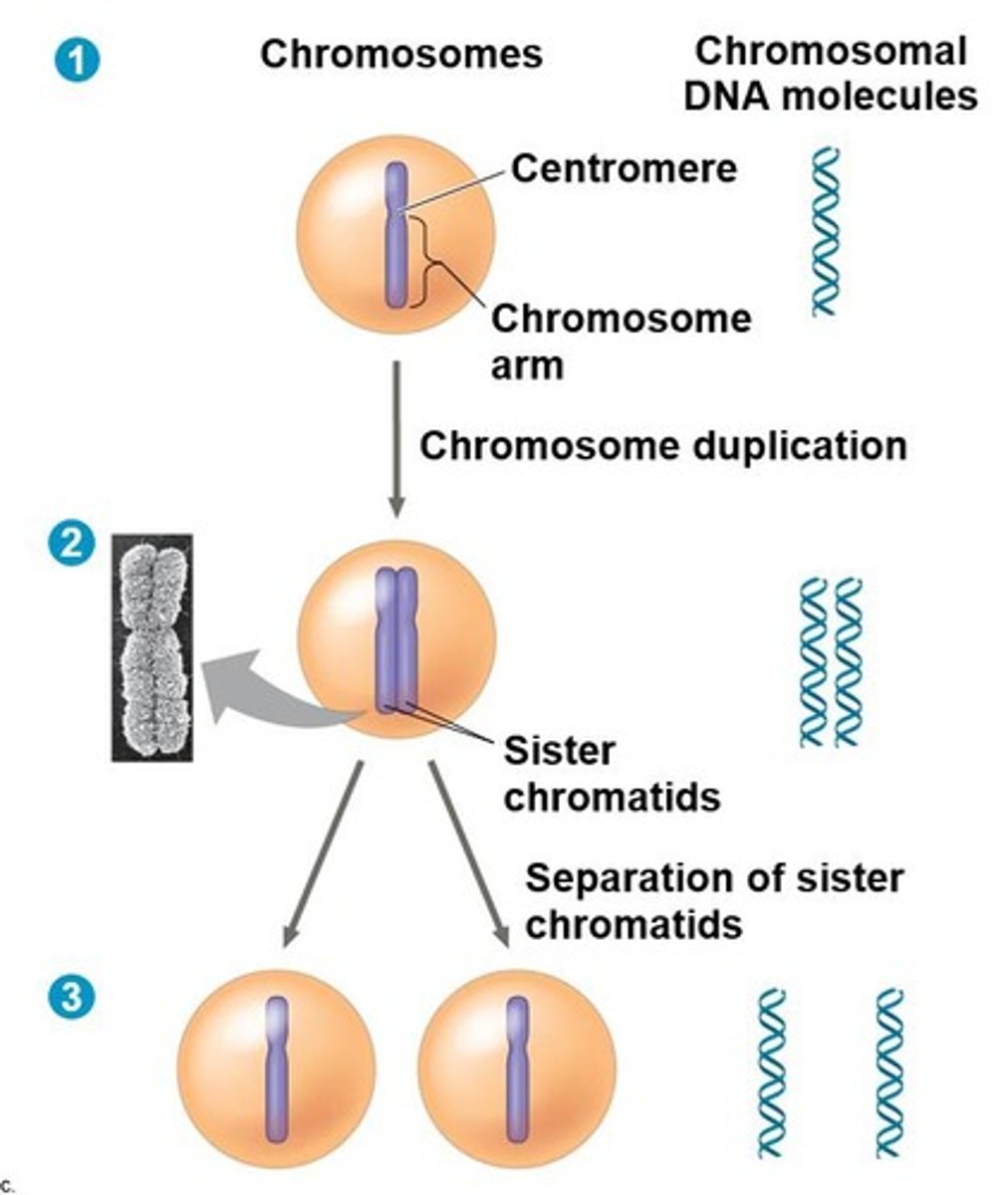 <p>Two daughter cells with identical genetic information.</p>