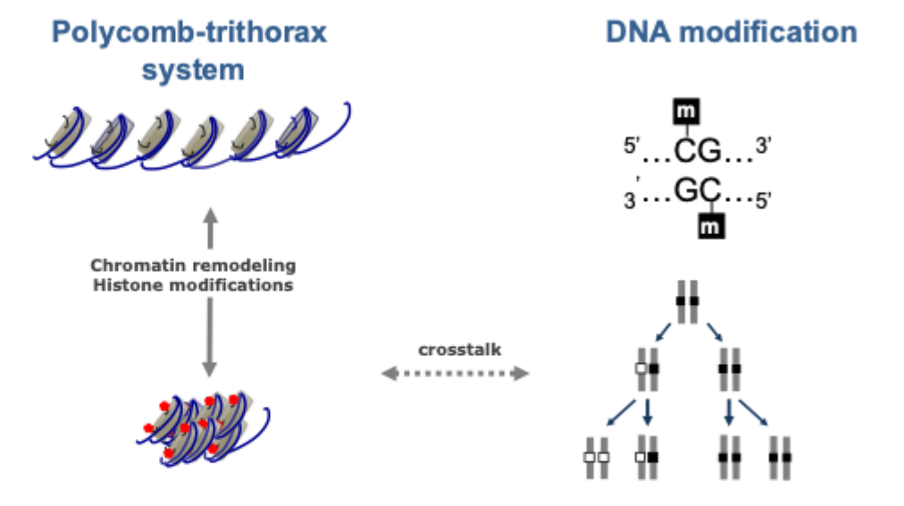 <p>Polycomb- trithorax system </p><p>DNA modification </p>