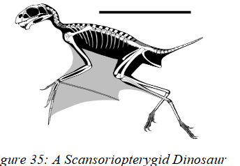 <ul><li><p><strong>Digits 3–5 elongated, especially digit 5</strong>, supporting a membranous wing surface (patagium)</p></li><li><p>more of bat-like wing</p></li></ul><p></p>