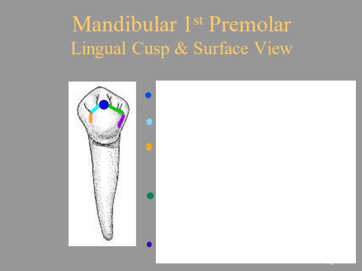 <p>From the picture shown, label the structures of the Mandibular 1st Premolar of the Lingual View respectively.</p><ul><li><p><span style="color: blue">1 = </span></p></li><li><p>2 (light blue) =</p></li><li><p>3 (orange) =</p></li><li><p><span style="color: green">4 = </span></p></li><li><p><span style="color: purple">5 = </span></p></li></ul>