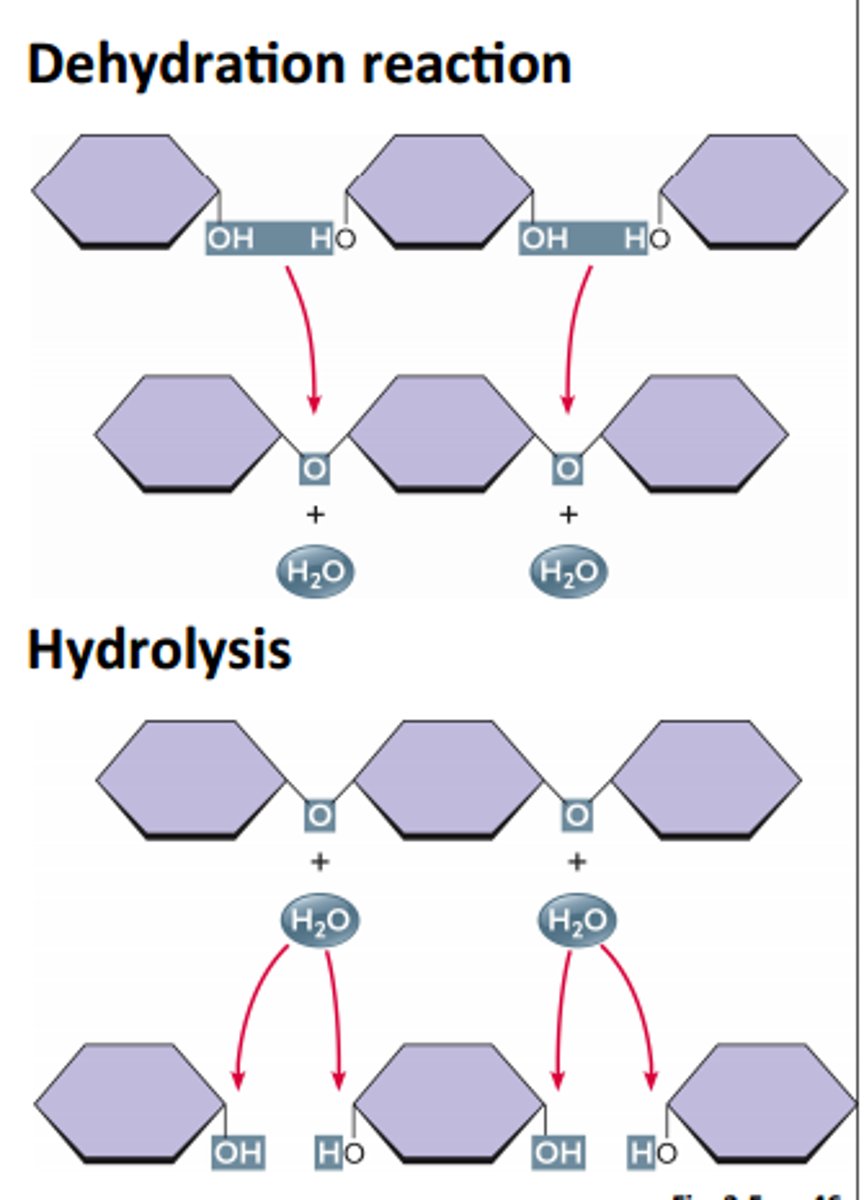 <p>dehydration rxn: a chem. rxn where two molecules are covalently bonded with the loss of a water molecule forming polymers from monomers</p><p>hydrolysis: the reverse of dehydration synthesis, where water is added to break the bonds between monomers, breaking down polymers into monomers</p>