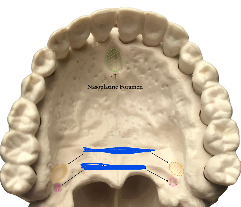 <p>Name the bottom structure</p>