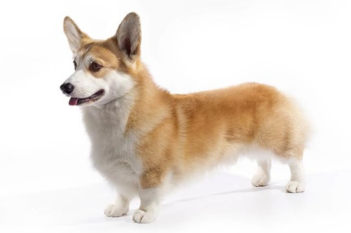 <p>Affectionate, Smart, Alert</p><p>AKC Breed Popularity: Ranks 18 of 194</p><p>Height: 10-12 inches</p><p>Weight: up to 30 pounds (male), up to 28 pounds (female)</p><p>Life Expectancy: 12-13 years</p><p>Group: Herding Group</p>