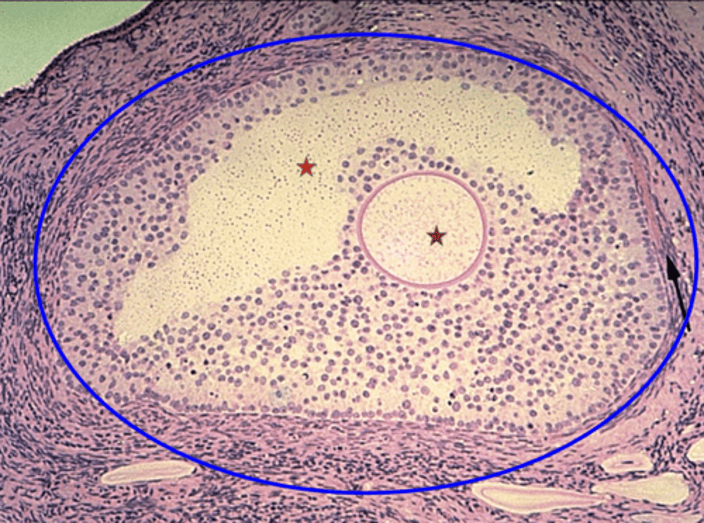 <p>What is the brown star?</p>