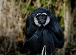 <p>Gibbons, siamang</p><ul><li><p><span style="background-color: transparent;"><span>No tails, super long arms for brachiating and long fingers for grasping. Have opposable thumbs.&nbsp;</span></span></p></li><li><p><span style="background-color: transparent;"><span>SE asia forest</span></span></p></li><li><p><span style="background-color: transparent;"><span>Endangered to critically endangered due to habitat loss.&nbsp;</span></span></p></li><li><p><span style="background-color: transparent;"><span>Frugivores and folivores, live in family groups and monogamy. Are territorial and vocal.&nbsp;</span></span></p></li></ul><p></p>