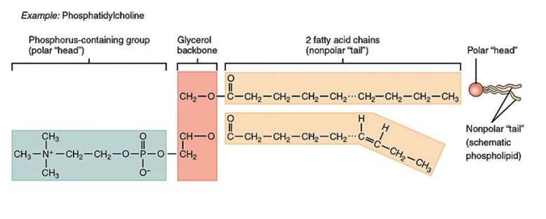 <p>the phosphorus-containing group is the “head” and the 2 fatty acid chains are the “tail”</p>