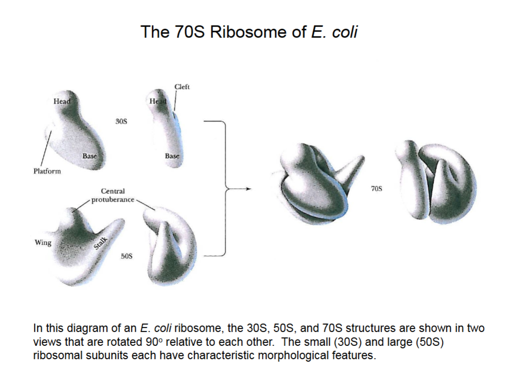 <p>The far right picture has a gap through which mRNA will string, and amino acids will also enter the gap and be linked to the protein chain.</p>